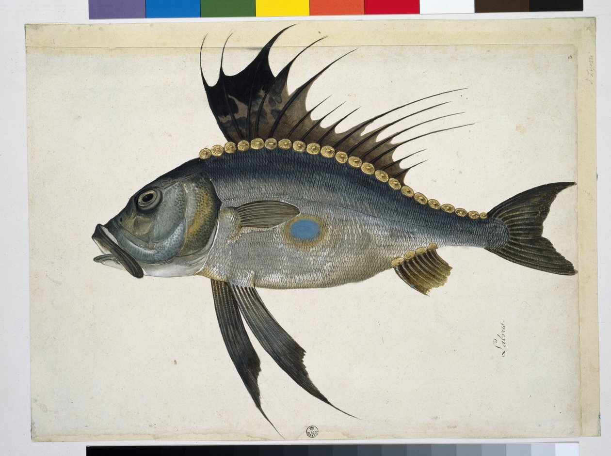 大塚家具購入　リトグラフ　J. Plo 魚の絵画 40/180 魚 | ヤコポ・リゴッツィ